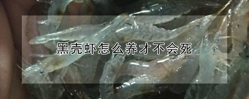 黑殼蝦怎么養(yǎng)才不會(huì)死