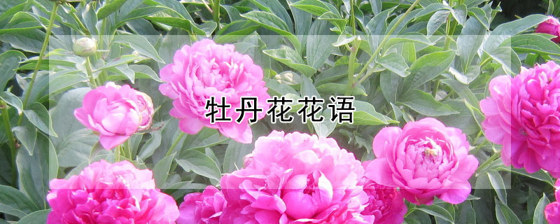 牡丹花花語(yǔ)