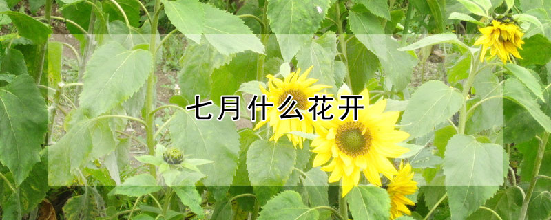 七月什么花開