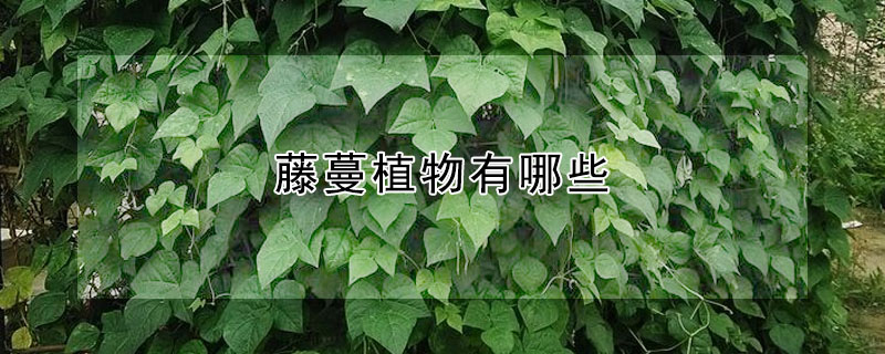 藤蔓植物有哪些