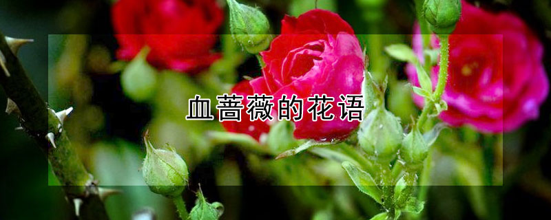 血薔薇的花語(yǔ)