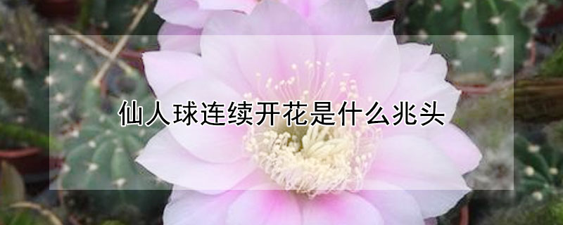 仙人球連續開花是什么兆頭