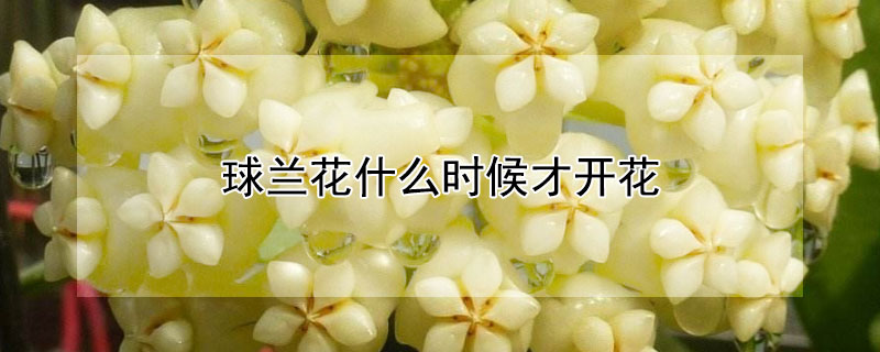 球蘭花什么時(shí)候才開花