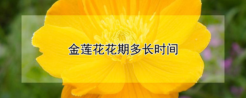 金蓮花花期多長(zhǎng)時(shí)間