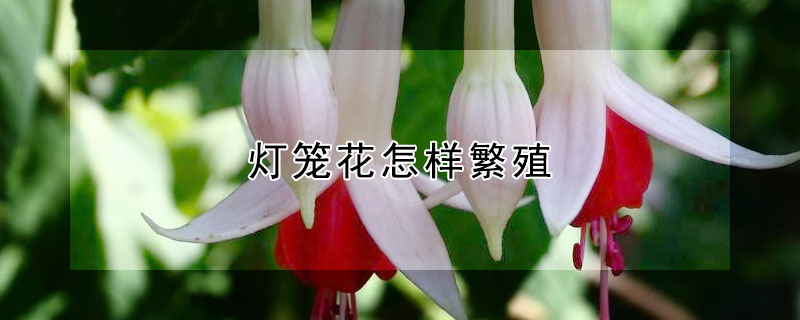 燈籠花怎樣繁殖