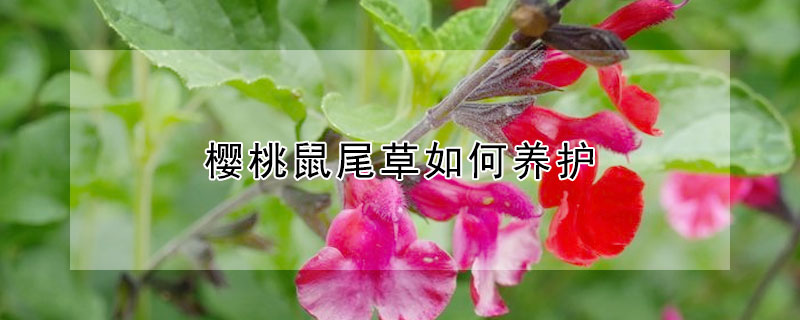 櫻桃鼠尾草如何養(yǎng)護