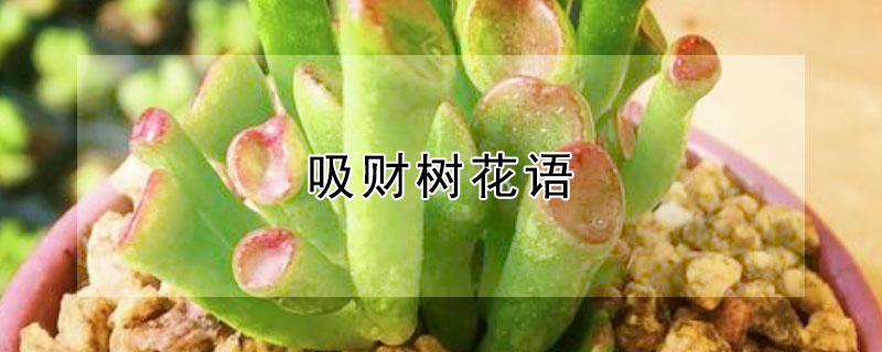 吸財(cái)樹(shù)花語(yǔ)