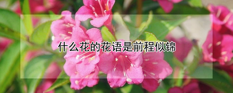 什么花的花語(yǔ)是前程似錦