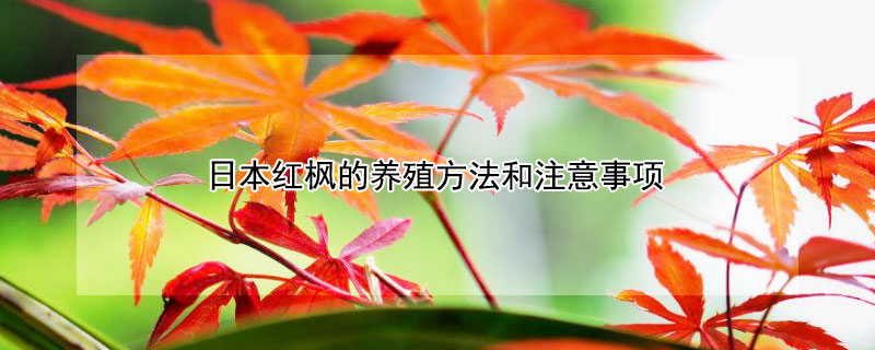 日本紅楓的養(yǎng)殖方法和注意事項