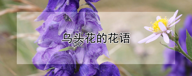 烏頭花的花語