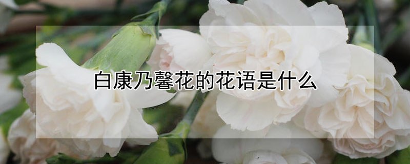 白康乃馨花的花語(yǔ)是什么