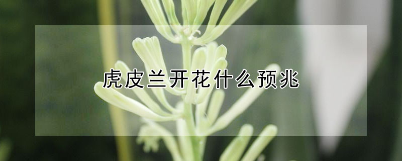 虎皮蘭開花什么預兆