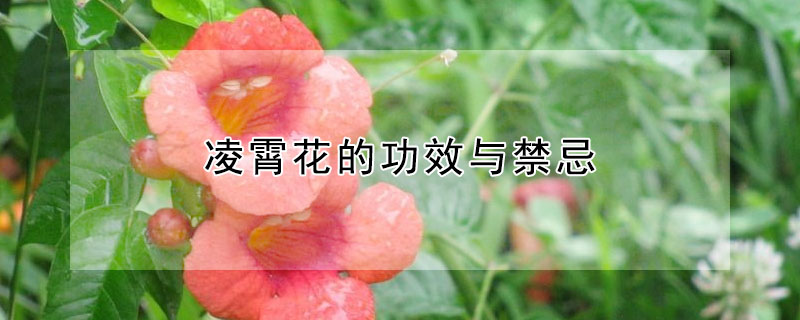 凌霄花的功效與禁忌