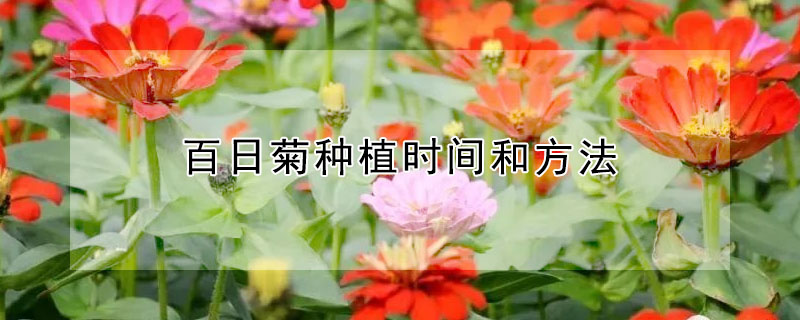 百日菊種植時間和方法