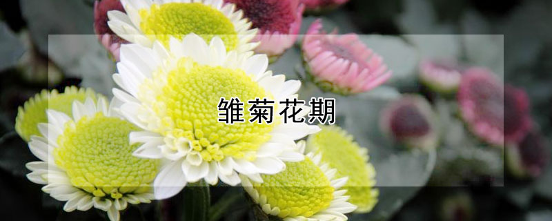 雛菊花期