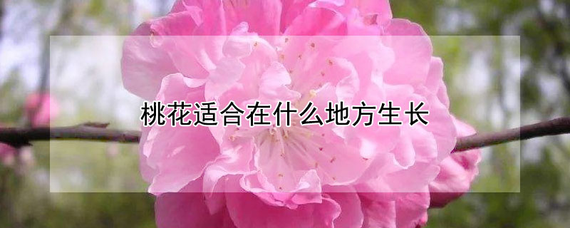 桃花適合在什么地方生長(zhǎng)