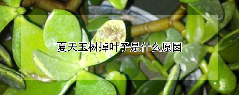 夏天玉樹掉葉子是什么原因