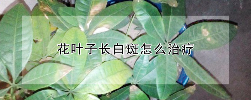 花葉子長(zhǎng)白斑怎么治療