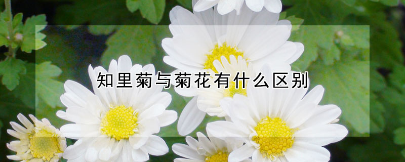 知里菊與菊花有什么區(qū)別