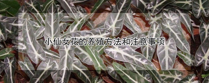 小仙女花的養(yǎng)殖方法和注意事項