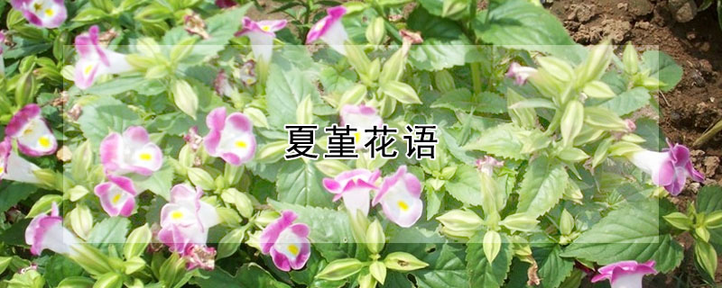 夏堇花語