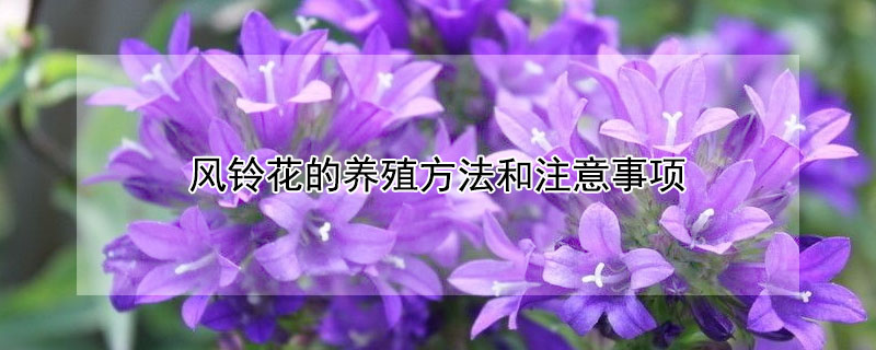 風(fēng)鈴花的養(yǎng)殖方法和注意事項