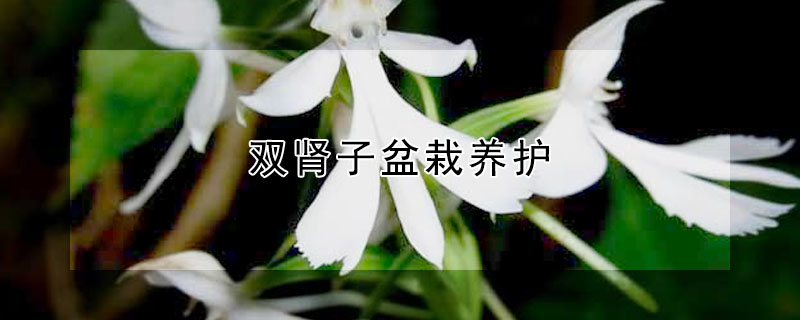 雙腎子盆栽養(yǎng)護