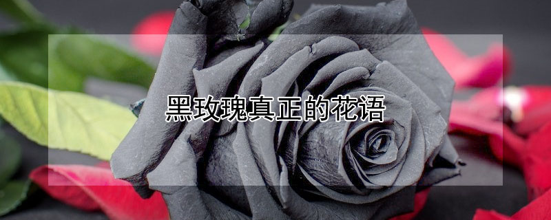 黑玫瑰真正的花語