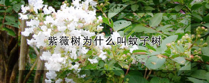 紫薇樹為什么叫蚊子樹