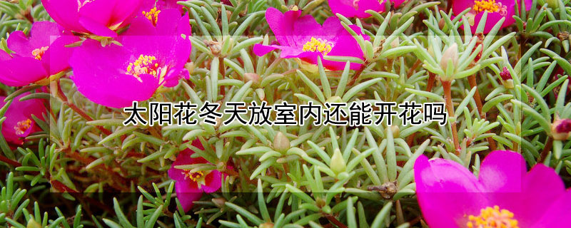 太陽(yáng)花冬天放室內(nèi)還能開(kāi)花嗎