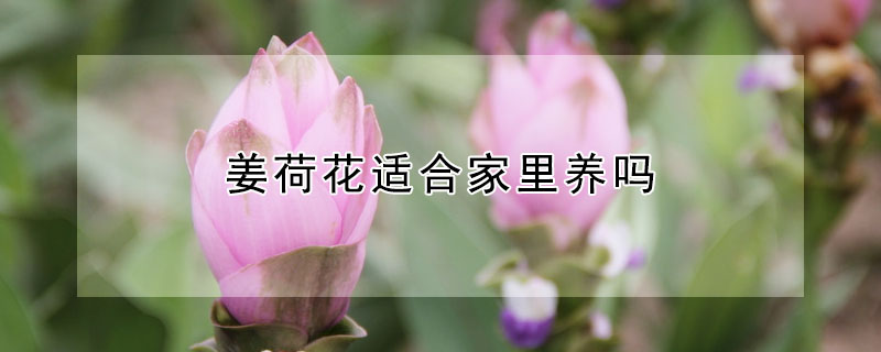 姜荷花適合家里養(yǎng)嗎