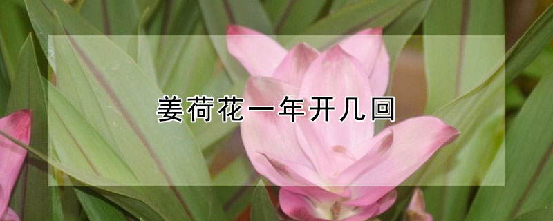 姜荷花一年開(kāi)幾回