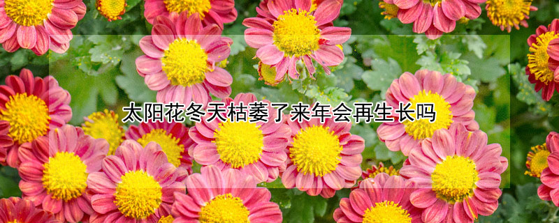 太陽(yáng)花冬天枯萎了來(lái)年會(huì)再生長(zhǎng)嗎