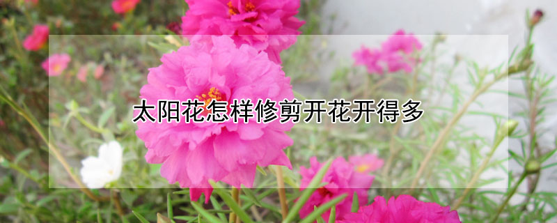 太陽(yáng)花怎樣修剪開(kāi)花開(kāi)得多