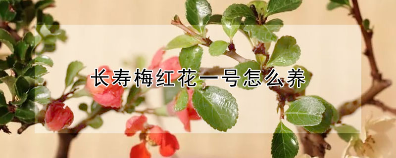 長(zhǎng)壽梅紅花一號(hào)怎么養(yǎng)