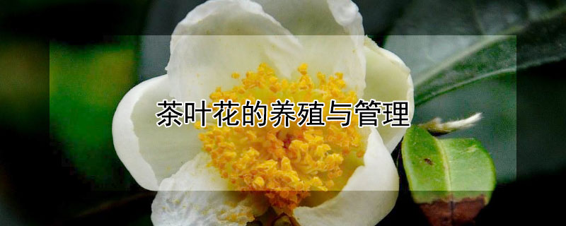 茶葉花的養(yǎng)殖與管理