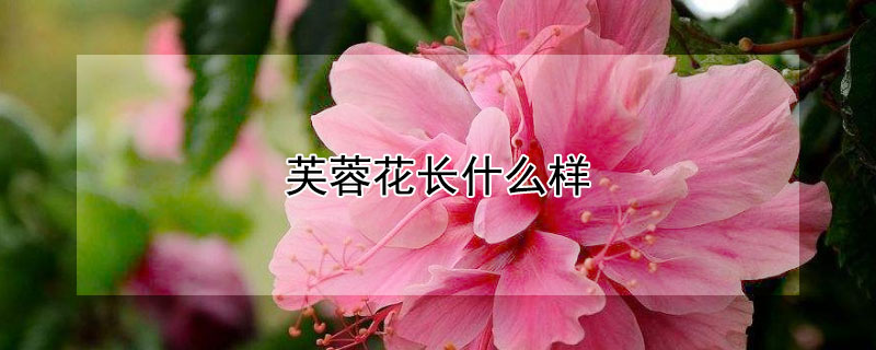 芙蓉花長(zhǎng)什么樣