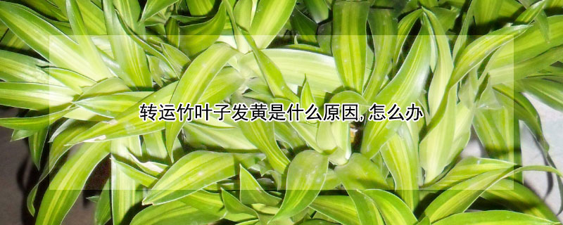 轉(zhuǎn)運(yùn)竹葉子發(fā)黃是什么原因,怎么辦