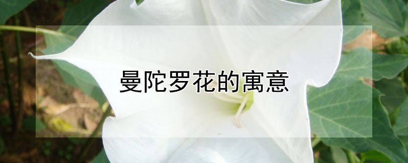 曼陀羅花的寓意