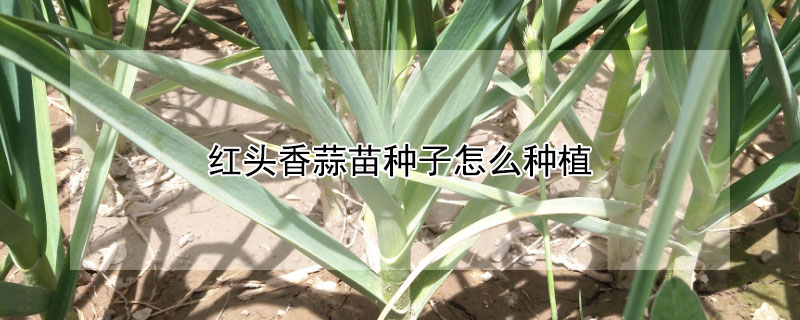 紅頭香蒜苗種子怎么種植