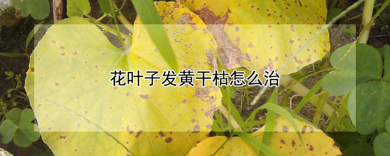 花葉子發黃干枯怎么治