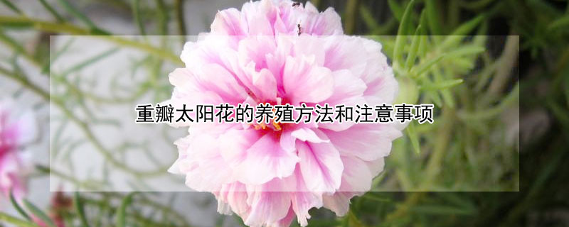 重瓣太陽(yáng)花的養(yǎng)殖方法和注意事項(xiàng)