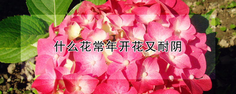 什么花常年開花又耐陰