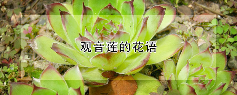 觀音蓮的花語