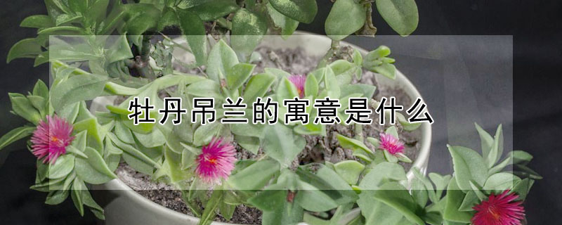 牡丹吊蘭的寓意是什么