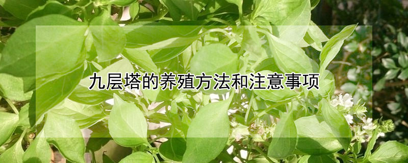 九層塔的養殖方法和注意事項