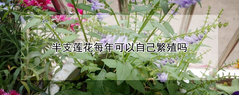 半支蓮花每年可以自己繁殖嗎