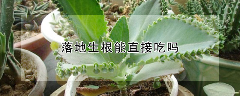 落地生根能直接吃嗎