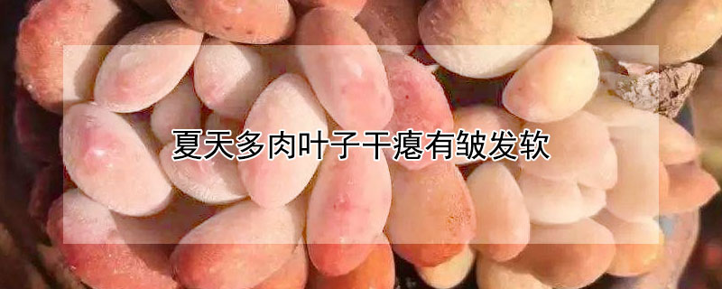 夏天多肉葉子干癟有皺發(fā)軟