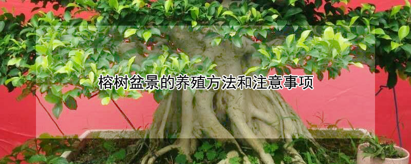 榕樹盆景的養(yǎng)殖方法和注意事項